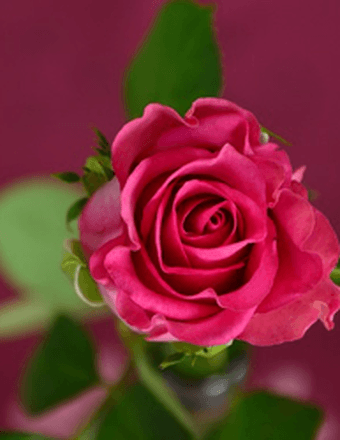 F. Joanne (King) Hilliard Obituary
